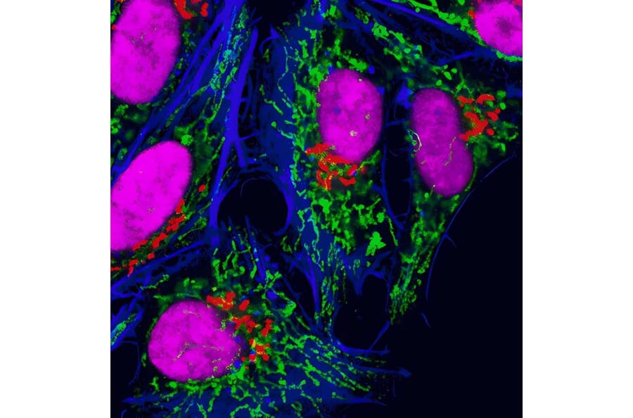 CF®488A - Anti-GFP Antibody [9F9.F9] (CF®488A) (A343623) -Antibodies.com
