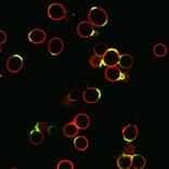 CF®594 - Anti-GFP Antibody [9F9.F9] (CF®594) (A343624) -Antibodies.com