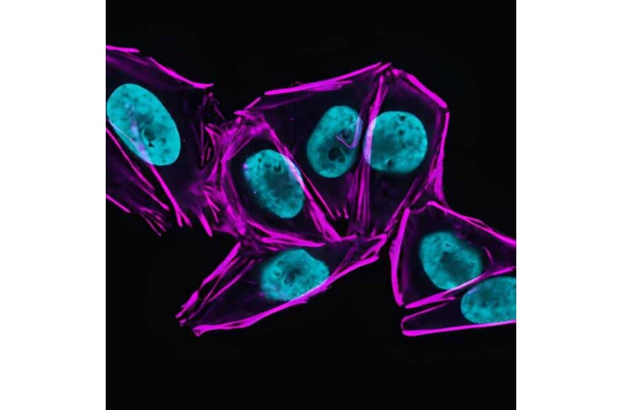 CF®633 - Chicken Anti-Mouse IgG H&L Antibody (CF®633) (A343630) -Antibodies.com