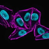 CF®633 - Chicken Anti-Rabbit IgG H&L Antibody (CF®633) (A343632) -Antibodies.com