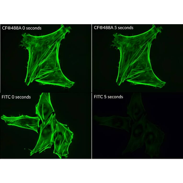 CF®488A - Chicken Anti-Goat IgG H&L Antibody (CF®488A) (A343633) -Antibodies.com