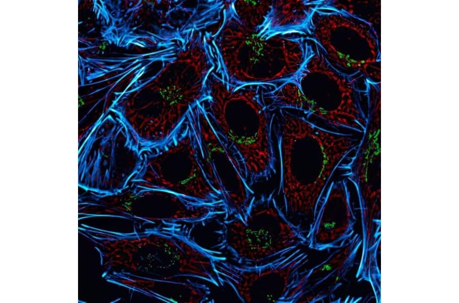 CF®555 - Goat Anti-Mouse IgG H&L Antibody (CF®555), Cross-Adsorbed (A343639) -Antibodies.com