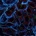 CF®555 - Goat Anti-Rabbit IgG H&L Antibody (CF®555), Cross-Adsorbed (A343640) -Antibodies.com