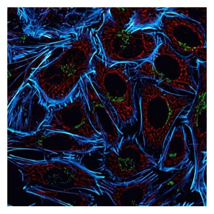 CF®555 - Goat Anti-Rat IgG H&L Antibody (CF®555) - Highly Cross-Adsorbed (A343641) -Antibodies.com