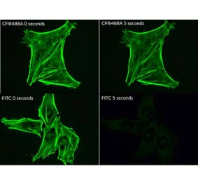 CF®488A - Anti-HA Tag Antibody (CF®488A) (A343646) -Antibodies.com
