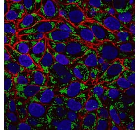 CF®594 - Anti-HA Tag Antibody (CF®594) (A343647) -Antibodies.com