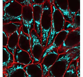 CF®640R - Anti-HA Tag Antibody (CF®640R) (A343648) -Antibodies.com