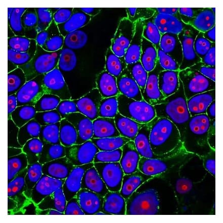 CF®555 - Goat Anti-Mouse IgG2b H&L Antibody (CF®555) - Highly Cross-Adsorbed (A343675) -Antibodies.com