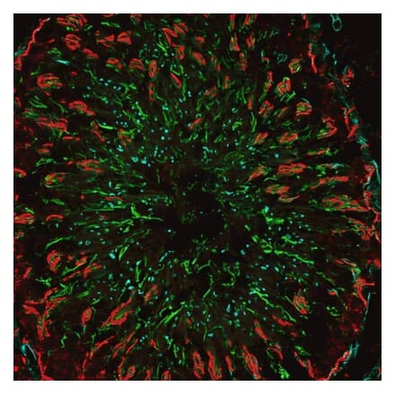 CF®555 - Donkey Anti-Guinea Pig IgG H&L Antibody (CF®555) - Highly Cross-Adsorbed (A343684) -Antibodies.com