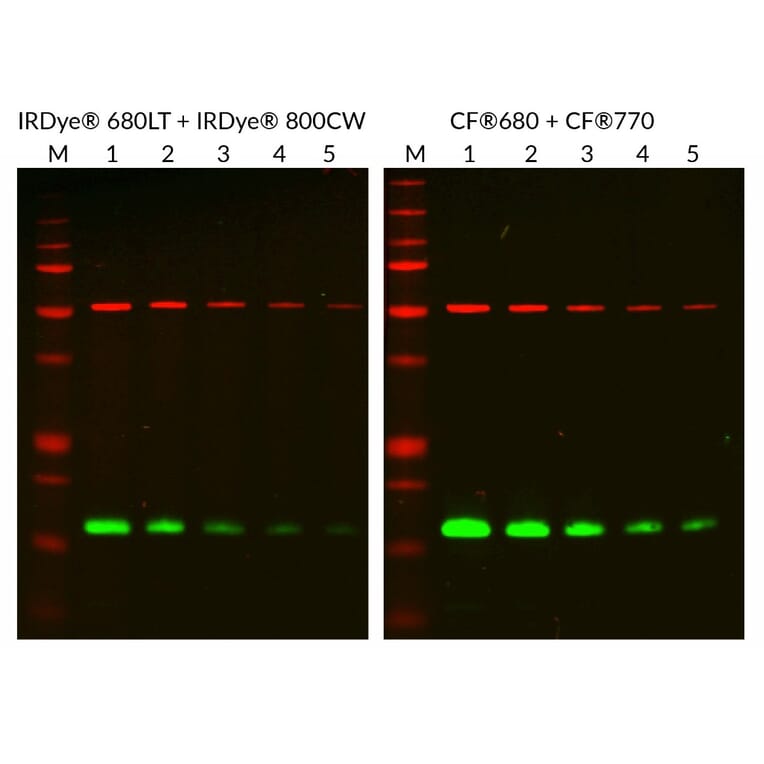 CF®770 - Donkey Anti-Goat IgG H&L Antibody (CF®770), Cross-Adsorbed (A343685) -Antibodies.com