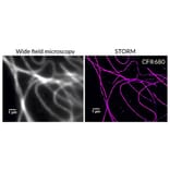 CF®680 - Goat Anti-Human IgG H&L Antibody (CF®680), Cross-Adsorbed (A343695) -Antibodies.com