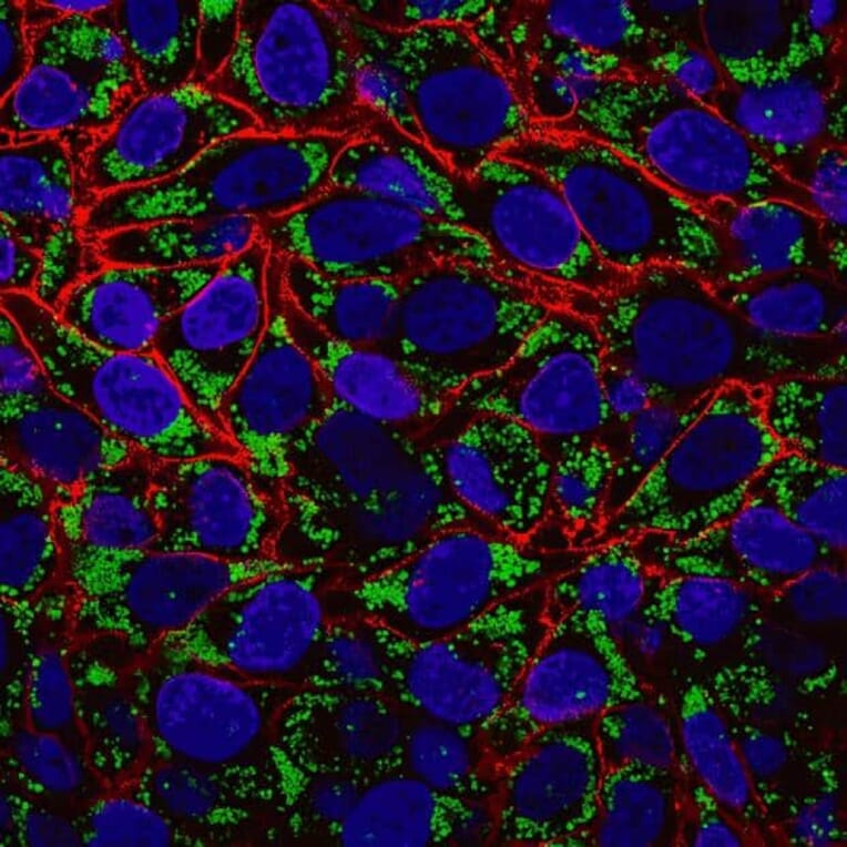 CF®594 - Bovine Anti-Goat IgG H&L Antibody (CF®594), Cross-Adsorbed (A343699) -Antibodies.com