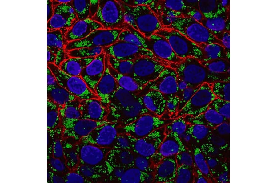 CF®594 - Goat Anti-Mouse IgG H&L Antibody (CF®594) - Highly Cross-Adsorbed (A343707) -Antibodies.com