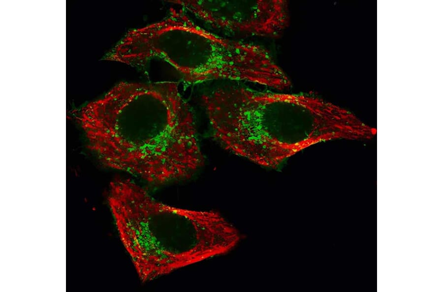 CF®543 - Rabbit Anti-Goat IgG H&L Antibody (CF®543) (A343719) -Antibodies.com