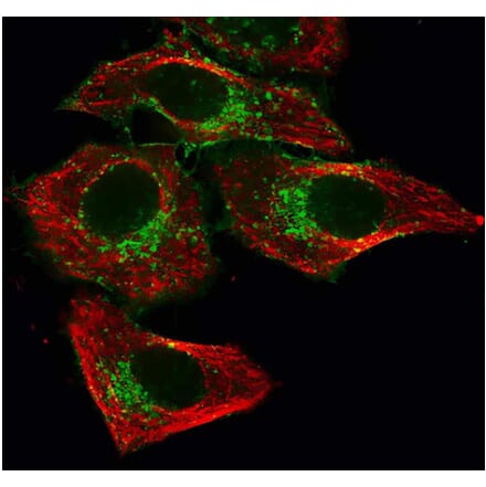 CF®543 - Donkey Anti-Guinea Pig IgG H&L Antibody (CF®543) - Highly Cross-Adsorbed (A343720) -Antibodies.com