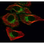 CF®543 - Goat Anti-Rat IgG H&L Antibody (CF®543), Cross-Adsorbed (A343725) -Antibodies.com