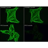 CF®488A - Anti-FLAG Tag Antibody (CF®488A) (A343742) -Antibodies.com