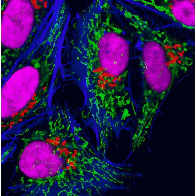 CF®488A - Anti-FLAG Tag Antibody (CF®488A) (A343742) -Antibodies.com