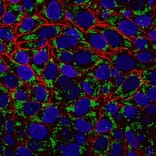 CF®594 - Anti-FLAG Tag Antibody (CF®594) (A343744) -Antibodies.com
