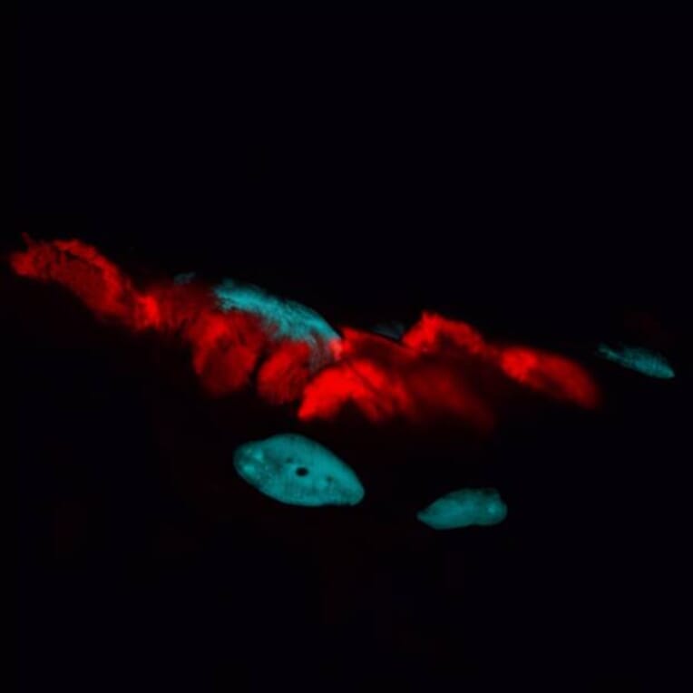 CF®594 - Anti-FLAG Tag Antibody (CF®594) (A343744) -Antibodies.com