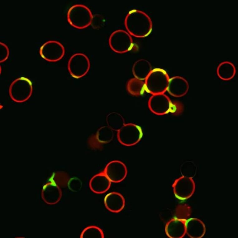 CF®594 - Anti-FLAG Tag Antibody (CF®594) (A343744) -Antibodies.com