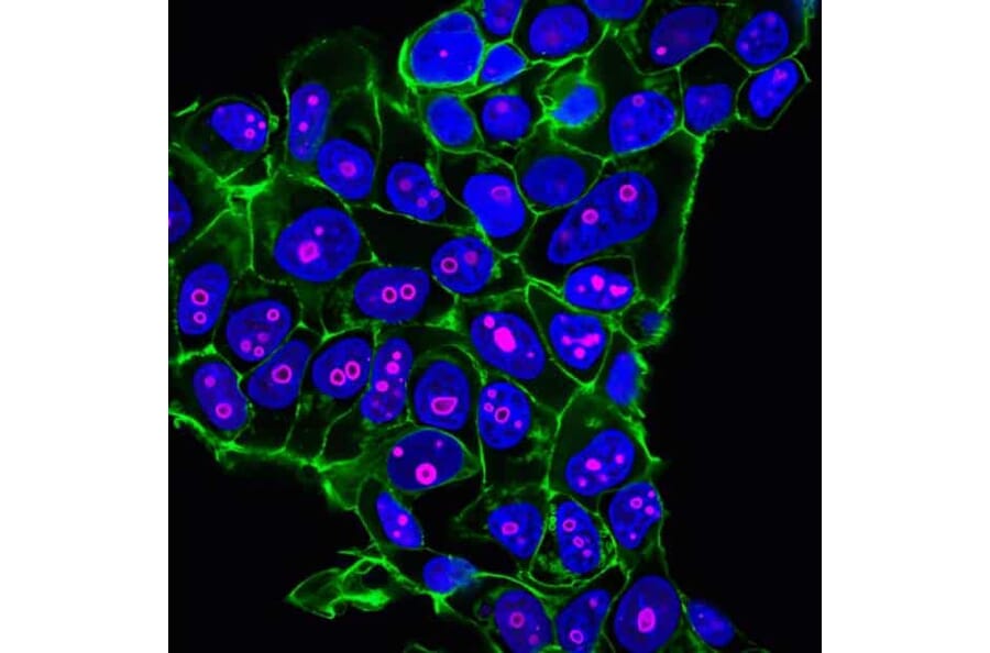CF®640R - Anti-FLAG Tag Antibody (CF®640R) (A343745) -Antibodies.com