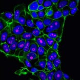 CF®640R - Anti-FLAG Tag Antibody (CF®640R) (A343745) -Antibodies.com
