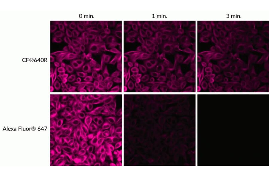CF®640R - Anti-FLAG Tag Antibody (CF®640R) (A343745) -Antibodies.com