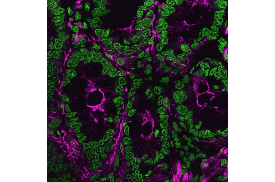 CF®640R - Anti-Myc Tag Antibody (CF®640R) (A343749) -Antibodies.com
