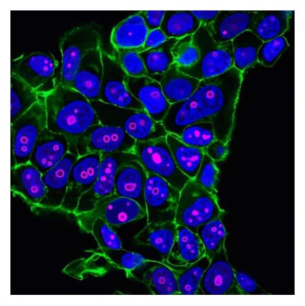 CF®640R - Anti-V5 Tag Antibody (CF®640R) (A343753) -Antibodies.com