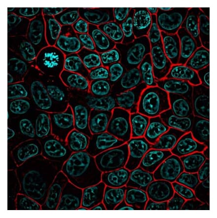 CF®568 - Anti-GFP Antibody [9F9.F9] (CF®568) (A343754) -Antibodies.com