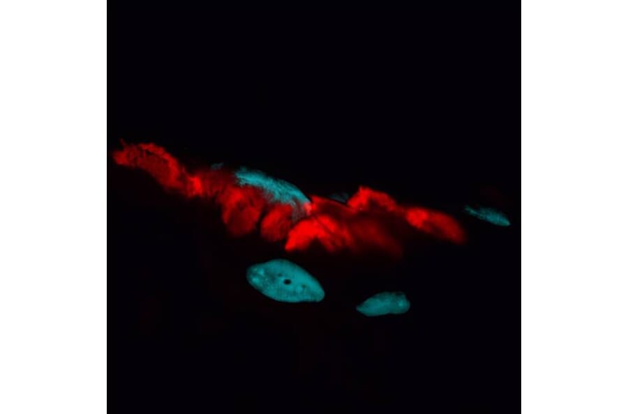 CF®594 - Donkey Anti-Rabbit IgG H&L Antibody (CF®594), Cross-Adsorbed (A343759) -Antibodies.com
