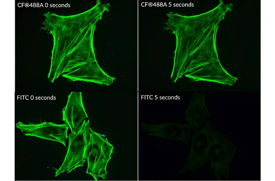 CF®488A - Donkey Anti-Mouse IgG H&L Antibody (CF®488A), Cross-Adsorbed (A343760) -Antibodies.com