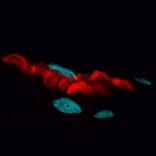 CF®594 - Goat Anti-Mouse IgG H&L Antibody (CF®594), Cross-Adsorbed (A343765) -Antibodies.com