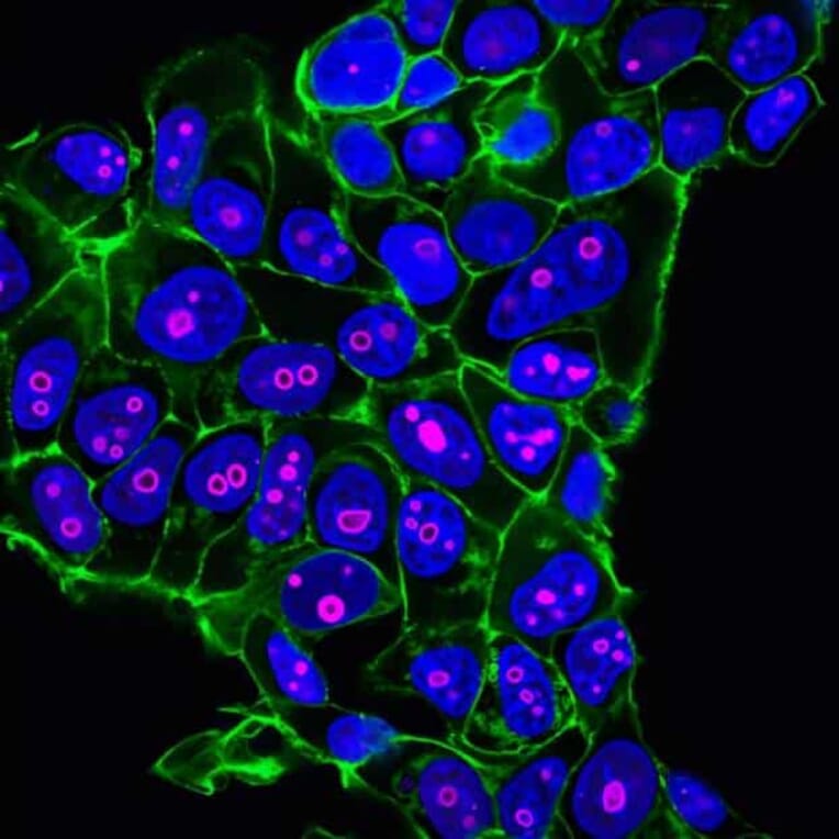 CF®640R - Donkey Anti-Mouse IgG H&L Antibody (CF®640R), Cross-Adsorbed (A343767) -Antibodies.com