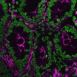 CF®640R - Goat Anti-Mouse IgG H&L Antibody (CF®640R), Cross-Adsorbed (A343769) -Antibodies.com