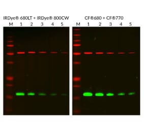 CF®680 - Anti-HA Tag Antibody (CF®680) (A343776) -Antibodies.com