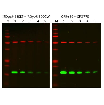 CF®770 - Anti-MYC Tag Antibody (CF®770) (A343779) -Antibodies.com