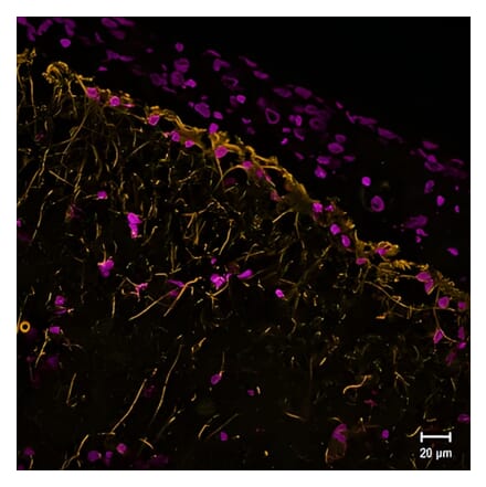 CF®680 - Anti-GFAP Nanobody [SdAb2409.GFAP] (CF®680) (A343790) -Antibodies.com
