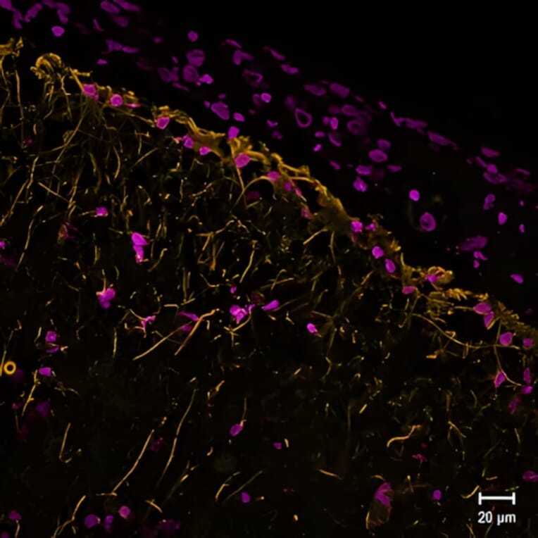 CF®568 - Alpaca VHH Anti-Synaptotagmin 1 Nanobody [SdAb2501.SYT1] (CF®568) (A343794) -Antibodies.com