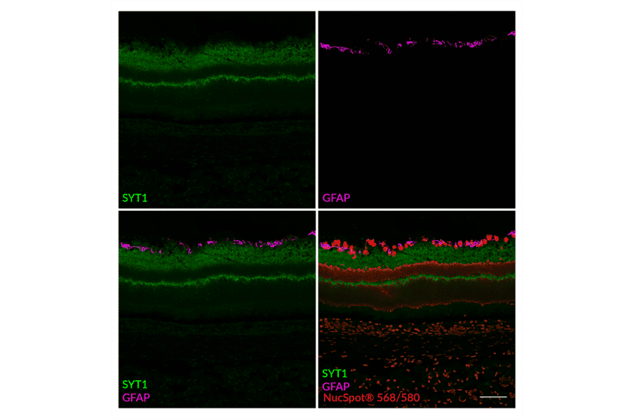 CF®583R - Alpaca VHH Anti-Synaptotagmin 1 Nanobody [SdAb2501.SYT1] (CF®583R) (A343795) -Antibodies.com