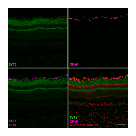 CF®647 - Anti-SynaptoTagmin 1 Nanobody [SdAb2501.SYT1] (CF®647) (A343796) -Antibodies.com