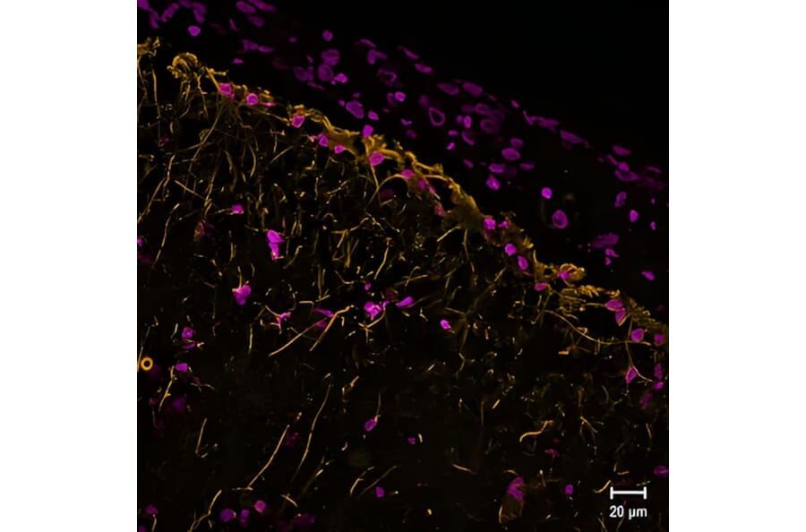 CF®647 - Alpaca VHH Anti-Synaptotagmin 1 Nanobody [SdAb2501.SYT1] (CF®647) (A343796) -Antibodies.com