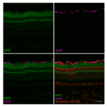 CF®680 - Alpaca VHH Anti-Synaptotagmin 1 Nanobody [SdAb2501.SYT1] (CF®680) (A343798) -Antibodies.com