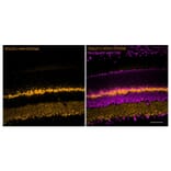 CF®488A - Alpaca VHH Anti-VGLUT1 (Cytoplasmic Domain) Nanobody [SdAb2412.VGLUT1] (CF®488A) (A343800) -Antibodies.com