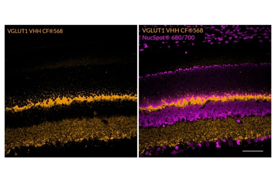 CF®498 - Alpaca VHH Anti-VGLUT1 (Cytoplasmic Domain) Nanobody [SdAb2412.VGLUT1] (CF®498) (A343801) -Antibodies.com