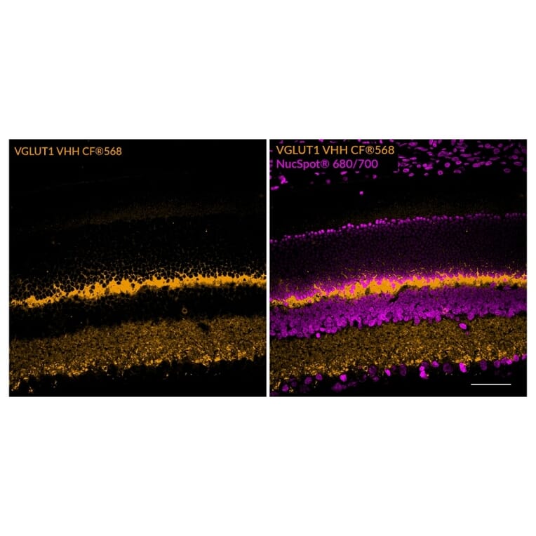 CF®740 - Alpaca VHH Anti-VGLUT1 (Cytoplasmic Domain) Nanobody [SdAb2412.VGLUT1] (CF®740) (A343807) -Antibodies.com