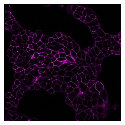 CF®405S - Anti-Mouse IgG1 Fc Nanobody [N2504.M1FC] (CF®405S) (A343808) -Antibodies.com