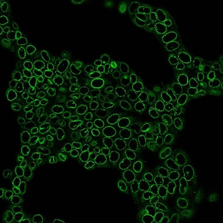 CF®583R - Alpaca VHH Anti-Mouse IgG1 Fc Nanobody [N2504.M1FC] (CF®583R) (A343811) -Antibodies.com