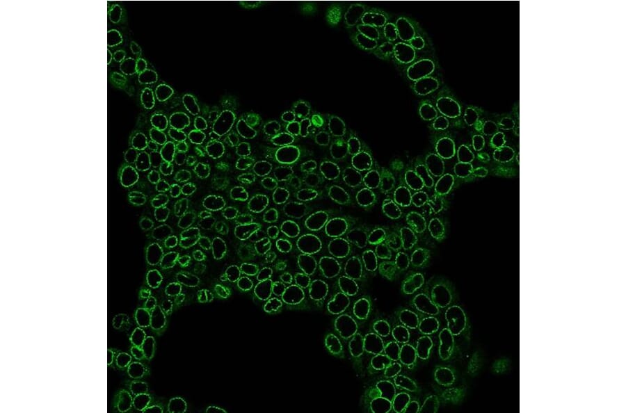 CF®594 - Alpaca VHH Anti-Mouse IgG1 Fc Nanobody [N2504.M1FC] (CF®594) (A343812) -Antibodies.com